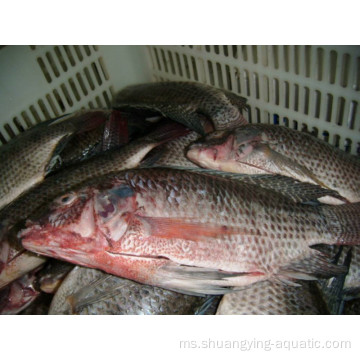 Beku Black Nile Tilapia GGS WR Pukal 10kg